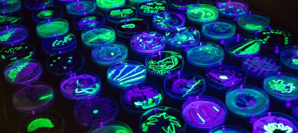 SVA_ASM_AGAR_ART_2018