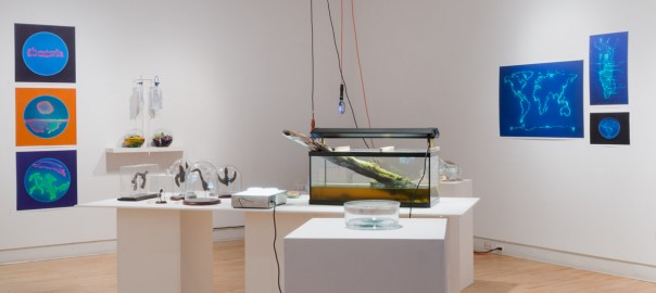 Where is the Art in Bio Art? Installation view