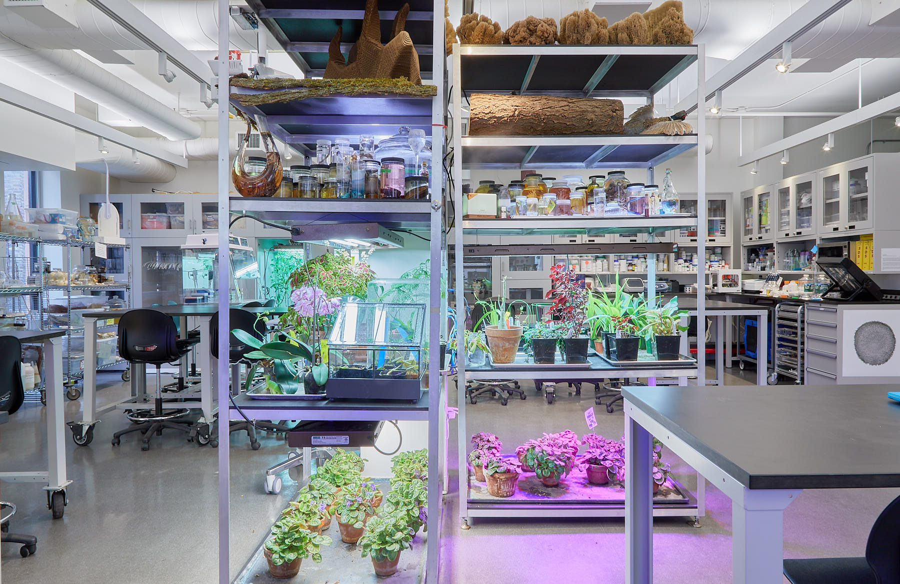 SVA Bio Art Lab with several specimens in shelves